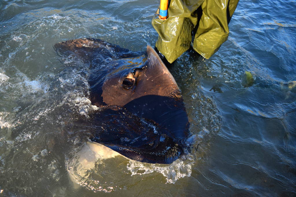 Dive-Tatapouri-Stingray-Feeding_optimized[1]